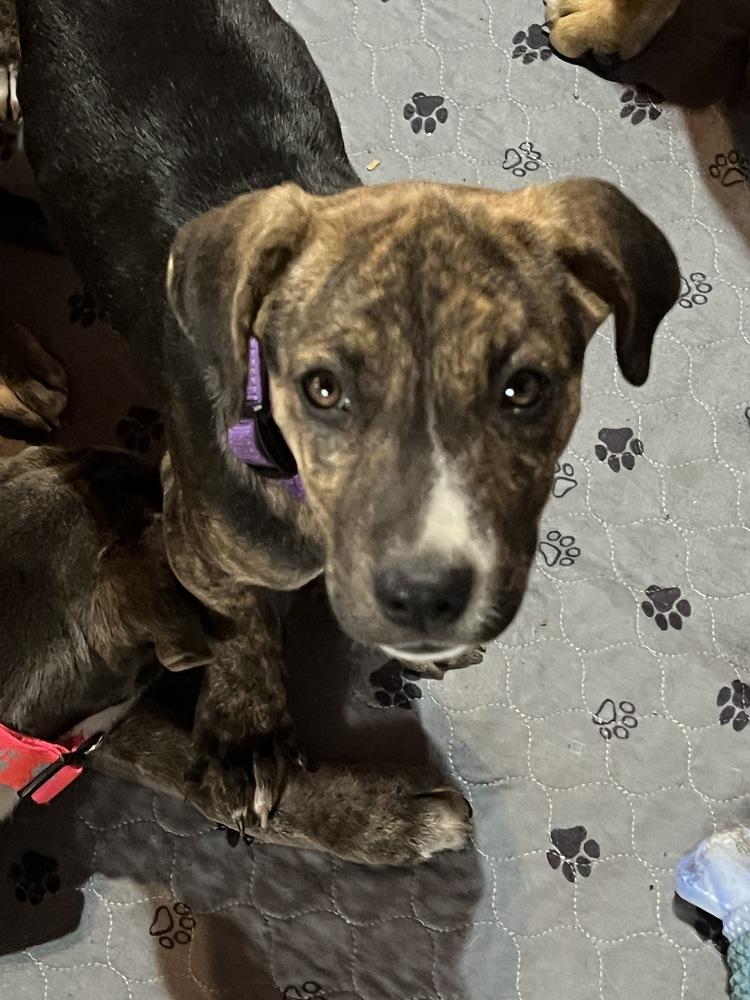 Enlarge Poof, a Adoptable mixed breed in Colorado Springs, CO image 1/6