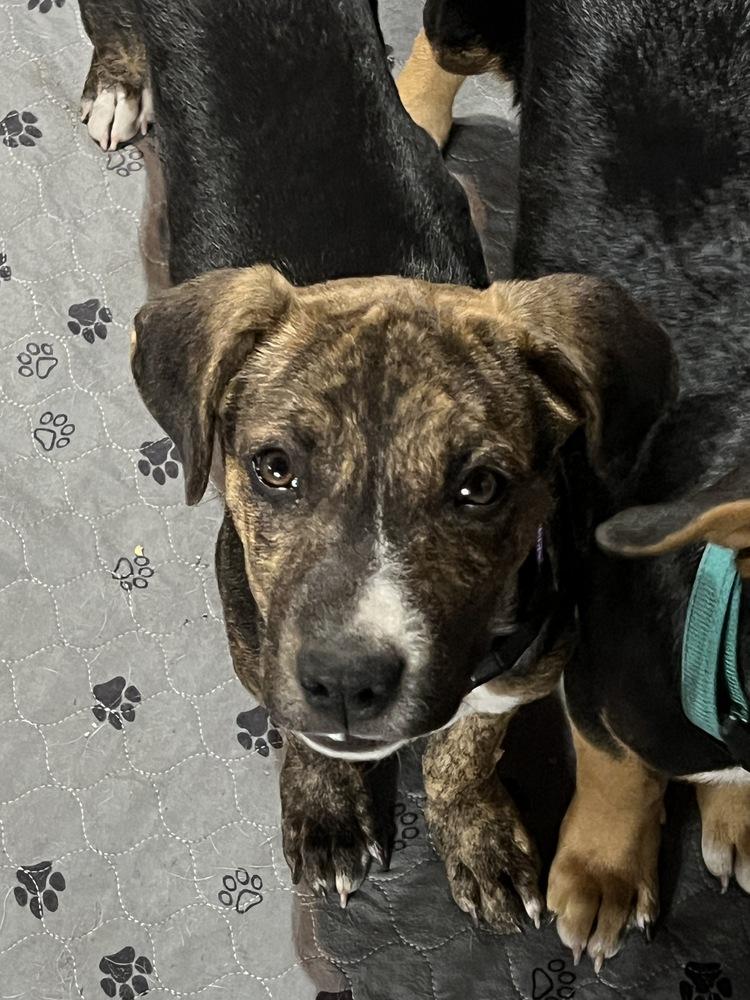 Enlarge Poof, a Adoptable mixed breed in Colorado Springs, CO image 2/6