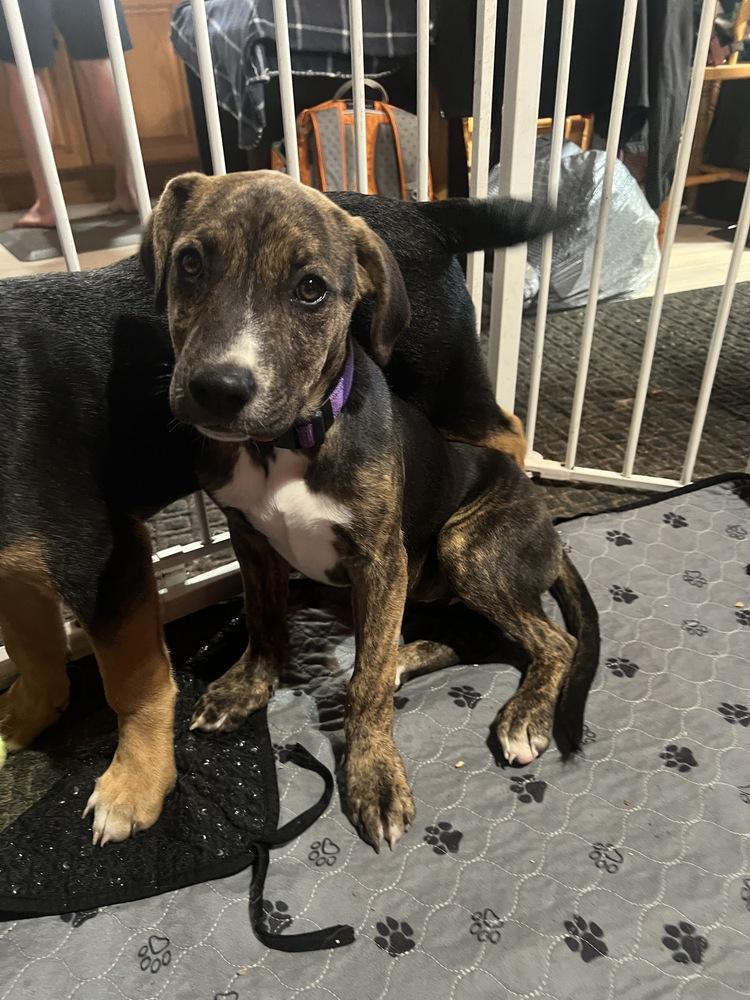 Enlarge Poof, a Adoptable mixed breed in Colorado Springs, CO image 3/6