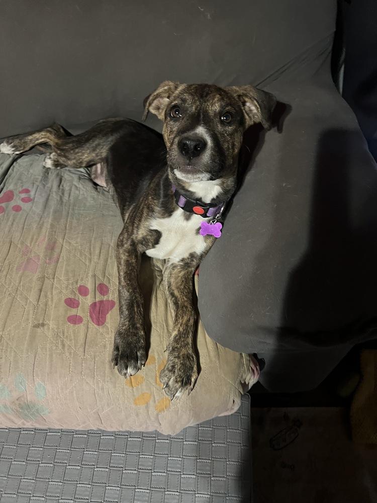 Enlarge Poof, a Adoptable mixed breed in Colorado Springs, CO image 4/6