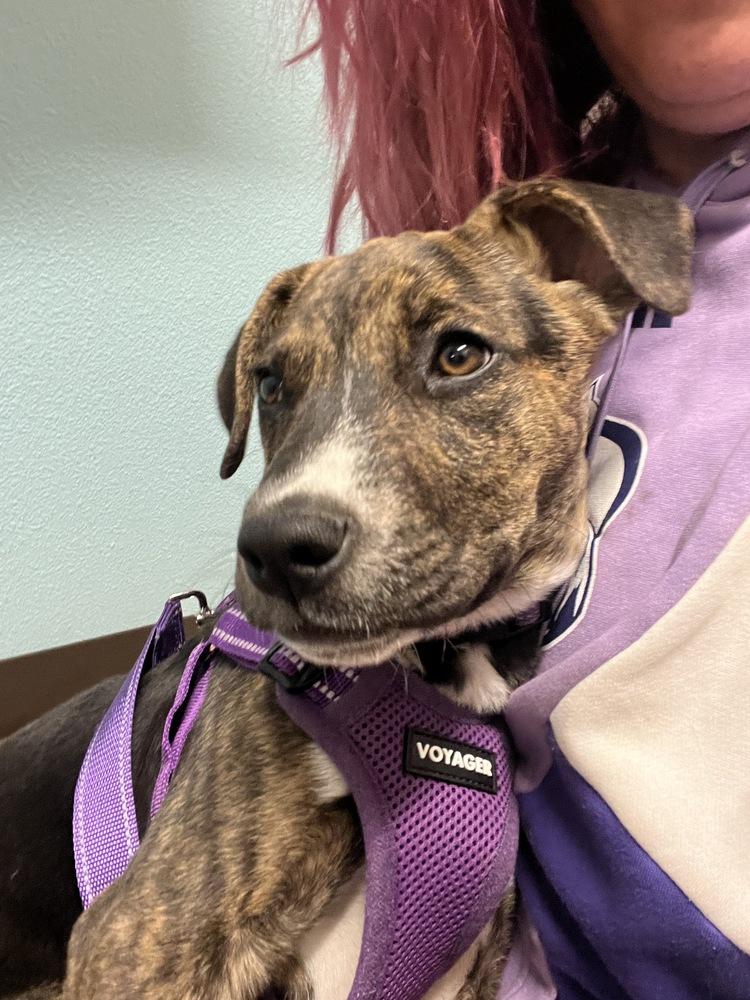 Enlarge Poof, a Adoptable mixed breed in Colorado Springs, CO image 5/6