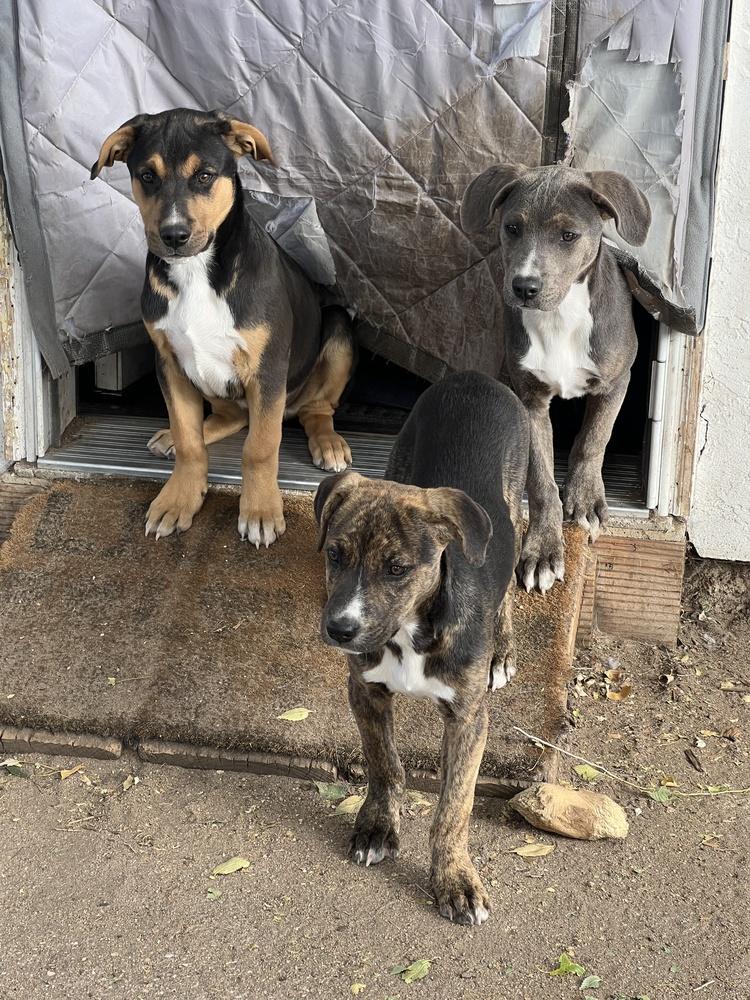 Enlarge Poof, a Adoptable mixed breed in Colorado Springs, CO image 6/6