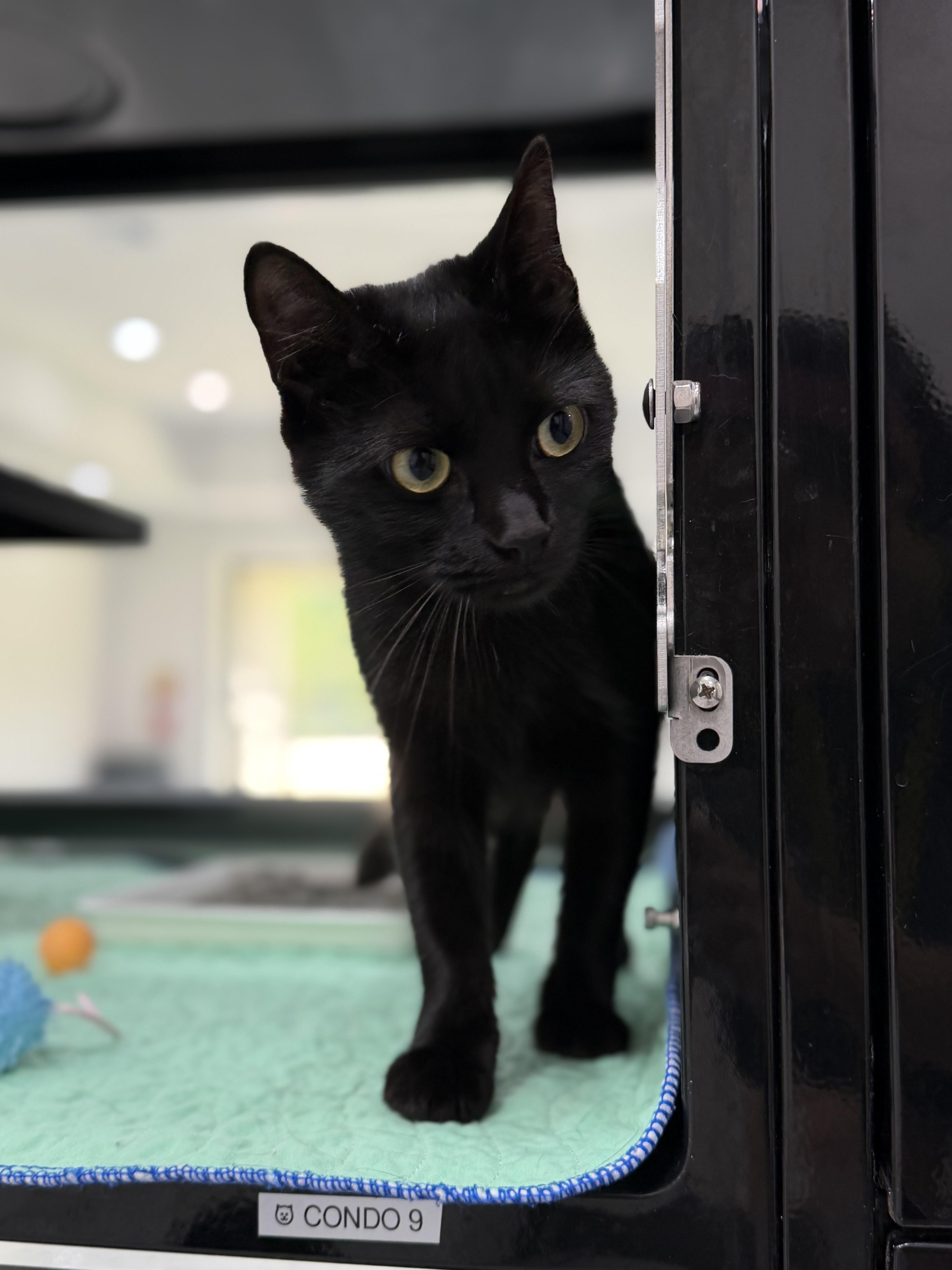 Enlarge Malibu, an adopted Domestic Short Hair in Sherman, TX image 2/3