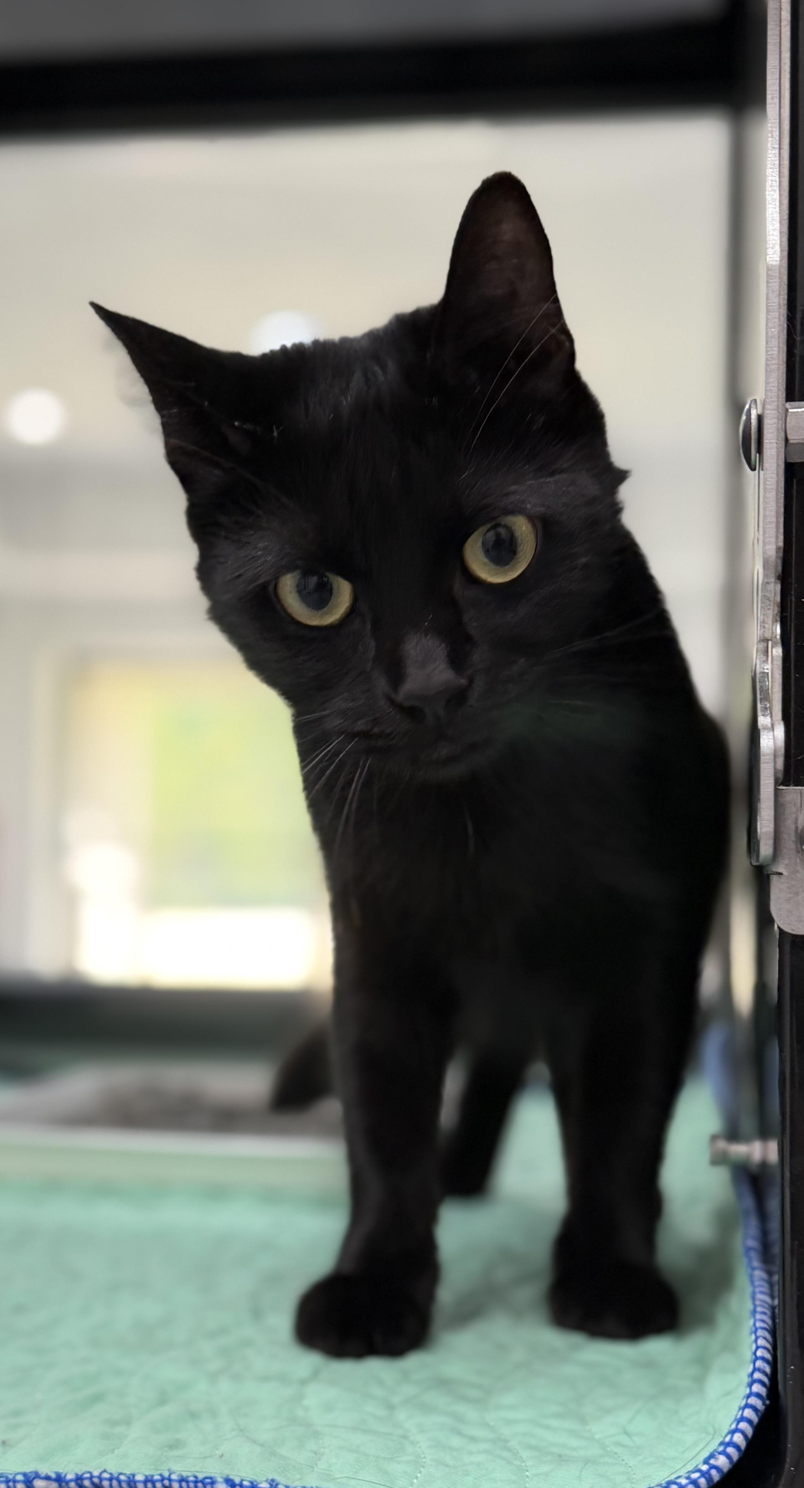 Malibu, adopted, Adult Female Domestic Short Hair.