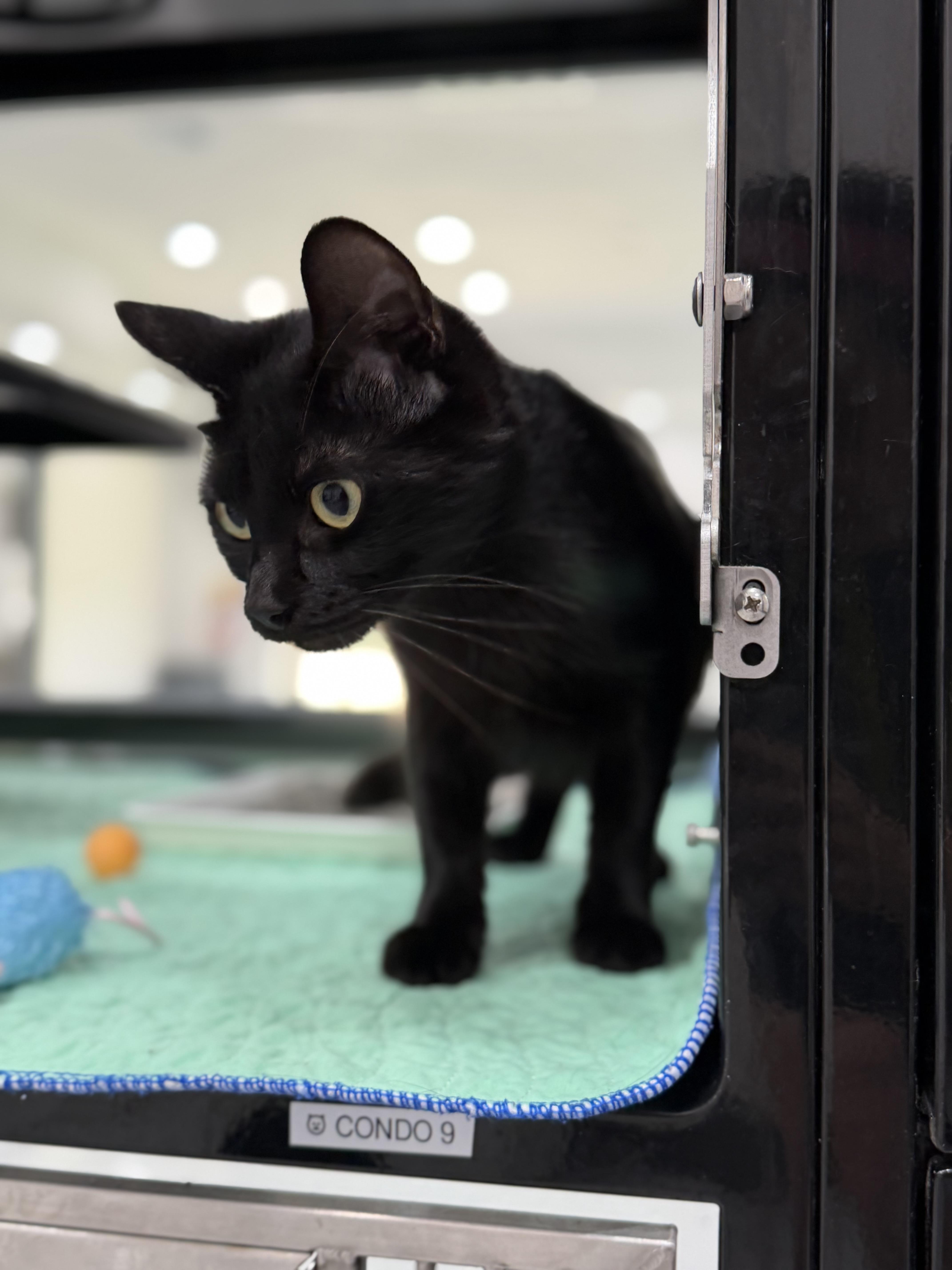 Enlarge Malibu, an adopted Domestic Short Hair in Sherman, TX image 3/3