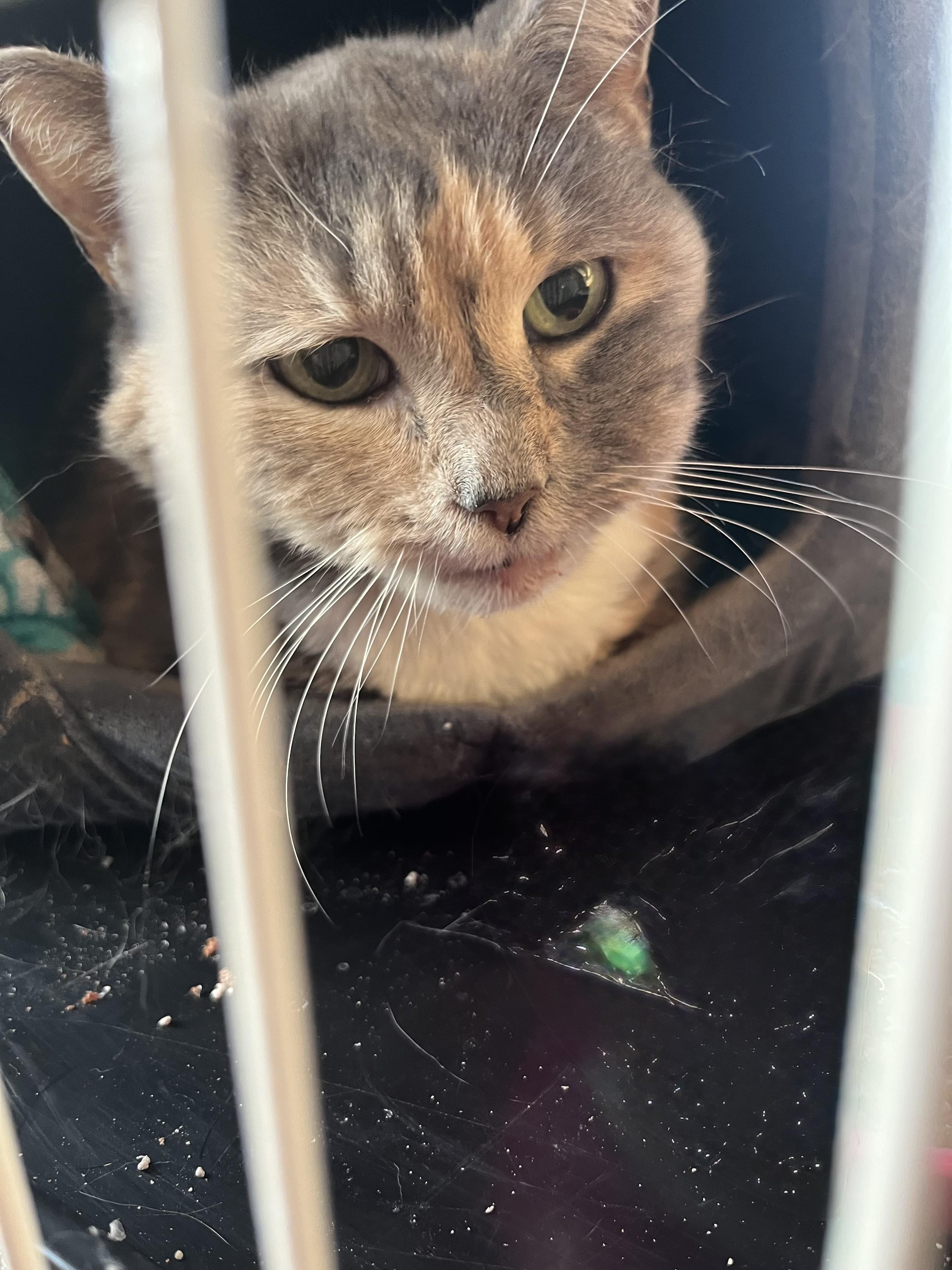 Enlarge Kallie, an adopted Domestic Short Hair in Wells, ME image 2/2