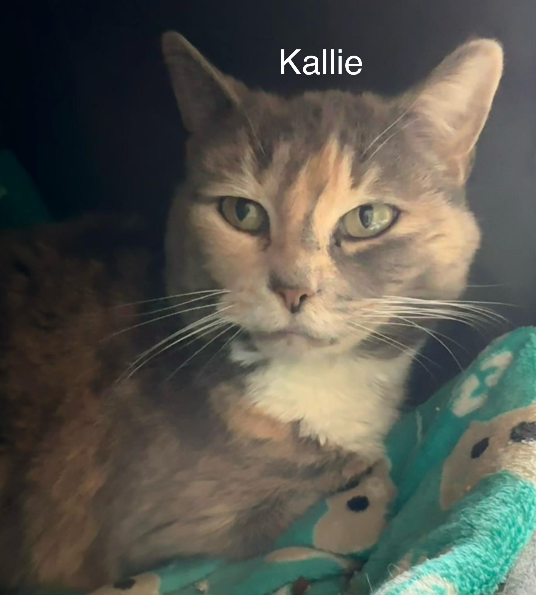 Kallie, adopted, Adult Female Domestic Short Hair.