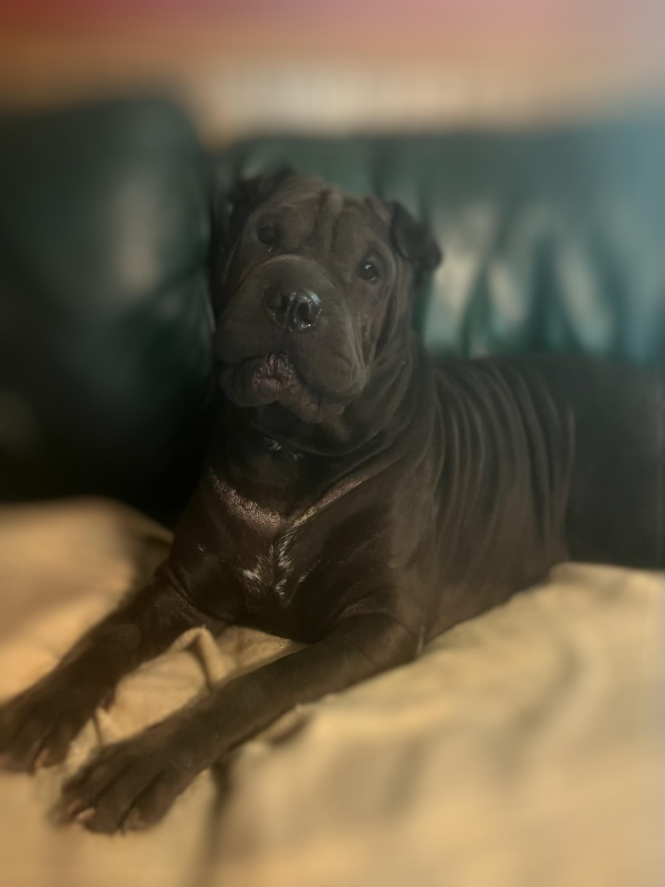 Shadow, Adopted, Adult Female Shar-Pei.