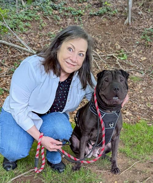 Enlarge Shadow, a Adopted Shar-Pei in Chesapeake, VA image 2/4