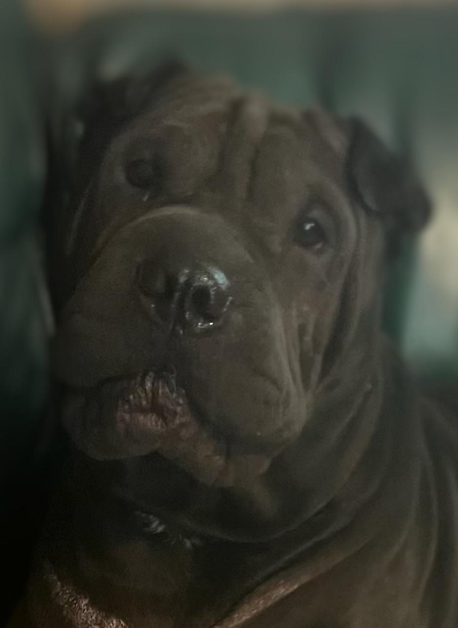Enlarge Shadow, a Adopted Shar-Pei in Chesapeake, VA image 3/4