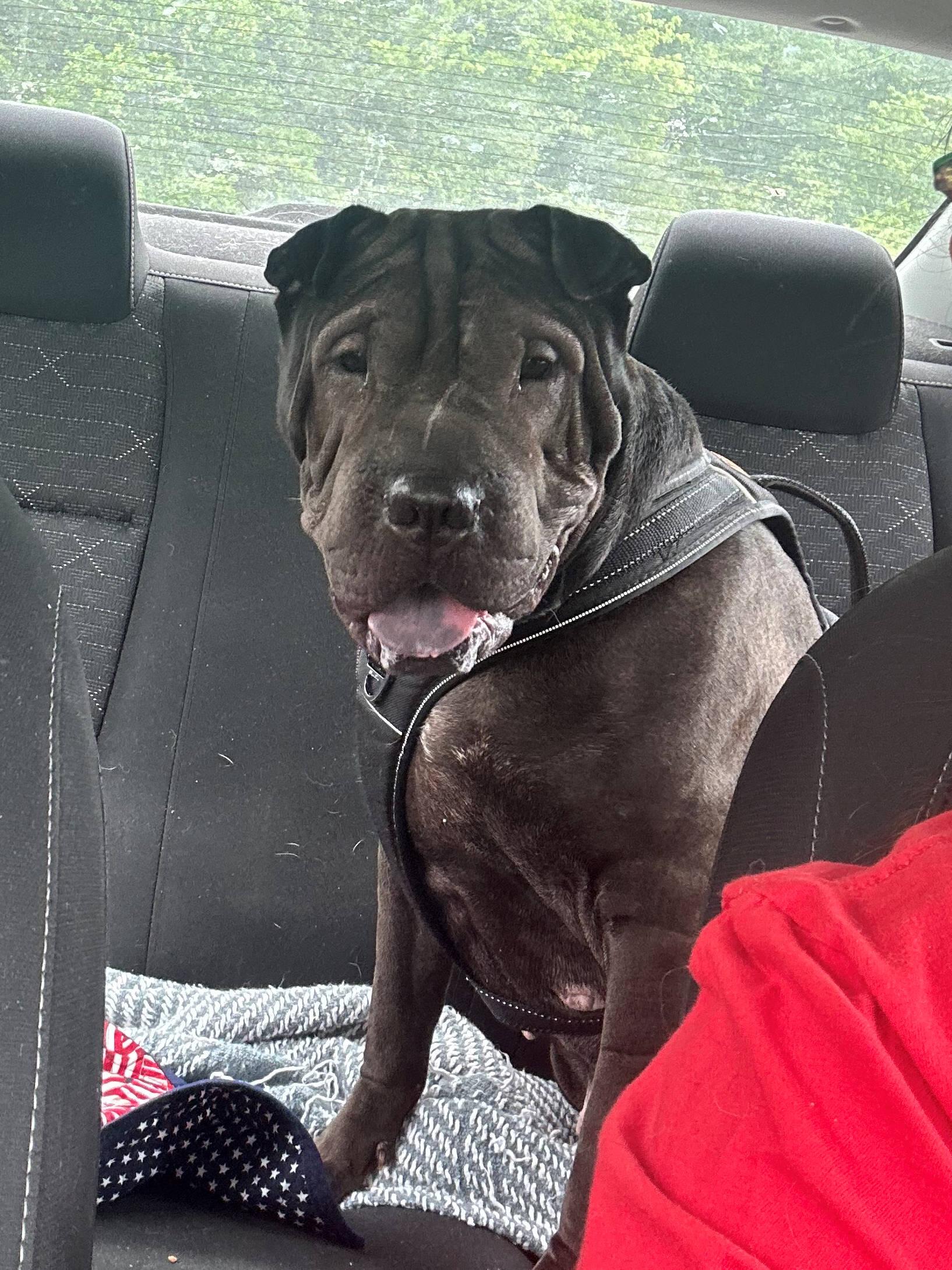Enlarge Shadow, a Adopted Shar-Pei in Chesapeake, VA image 4/4