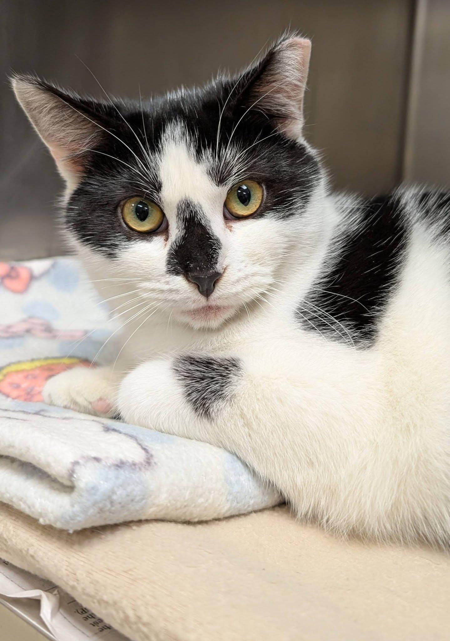 Cookie , ADOPTABLE, Kitten Female Domestic Short Hair.