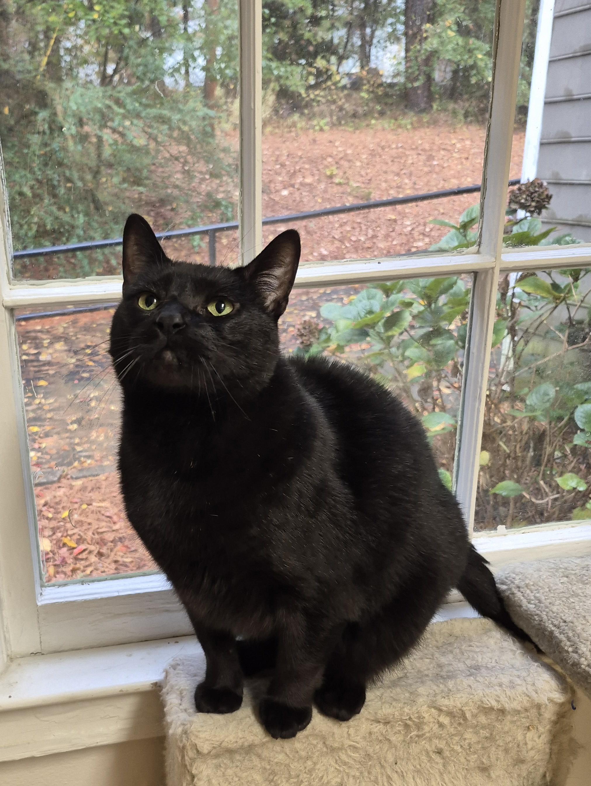 Enlarge Monroe, a Adoptable Domestic Short Hair in Alpharetta, GA image 3/6