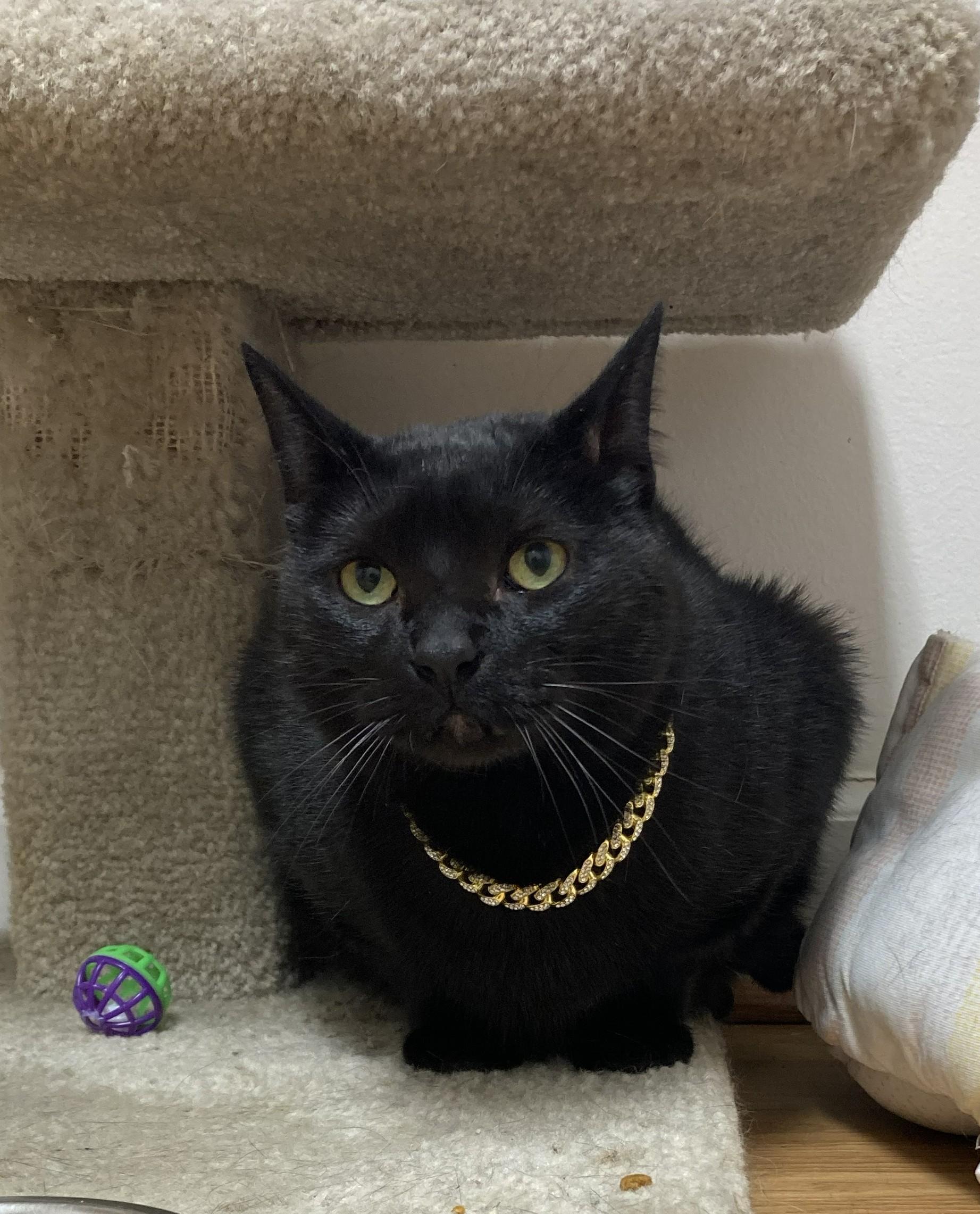 Enlarge Monroe, a Adoptable Domestic Short Hair in Alpharetta, GA image 2/6