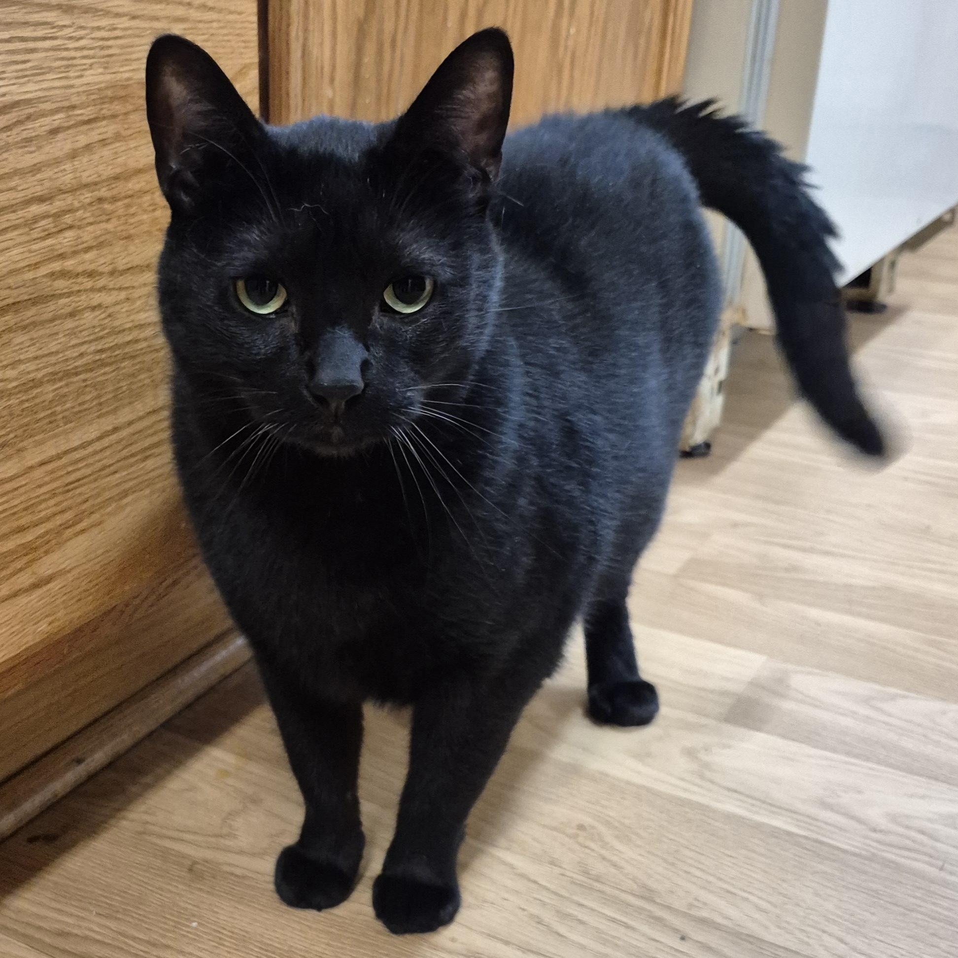 Enlarge Monroe, a Adoptable Domestic Short Hair in Alpharetta, GA image 5/6