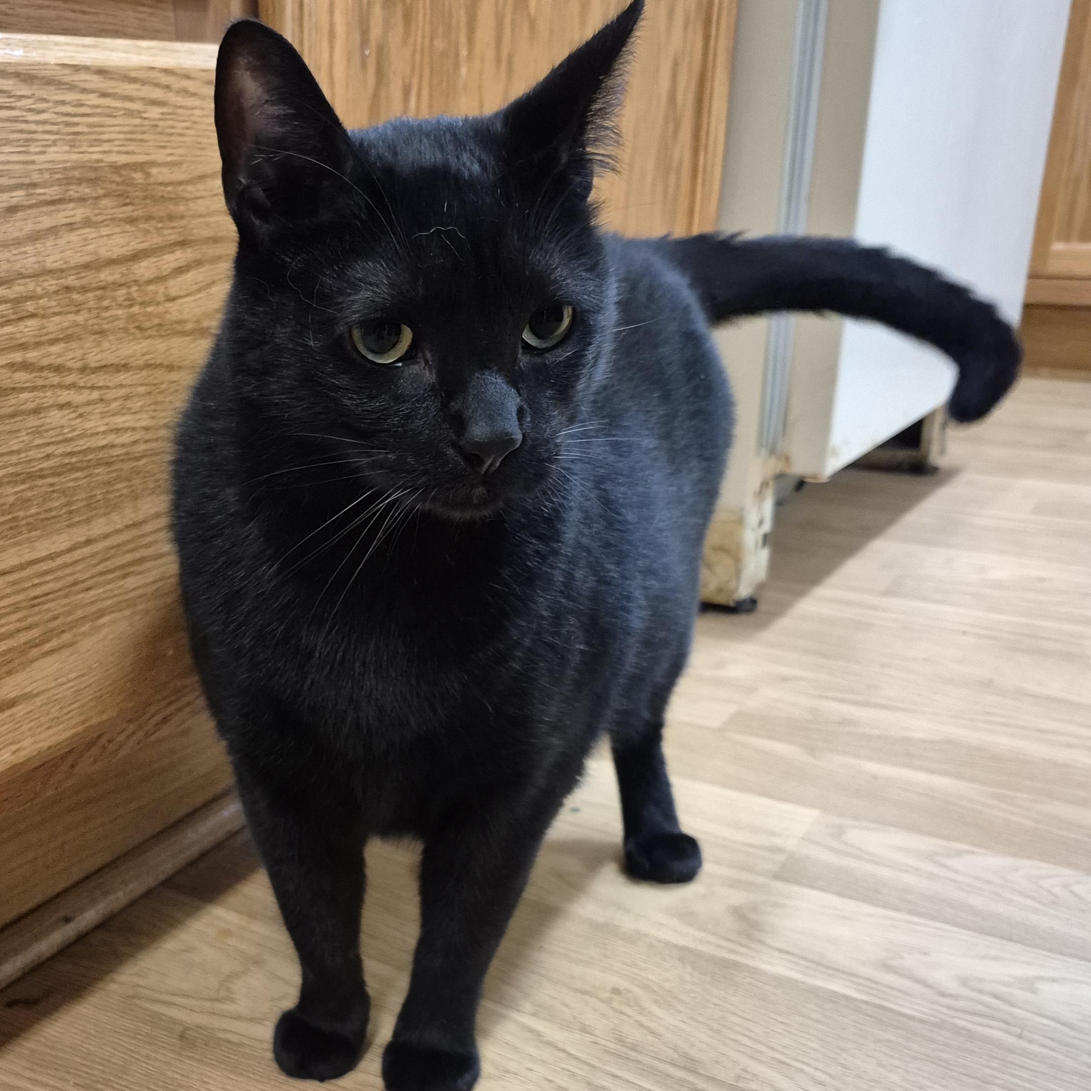 Enlarge Monroe, a Adoptable Domestic Short Hair in Alpharetta, GA image 6/6