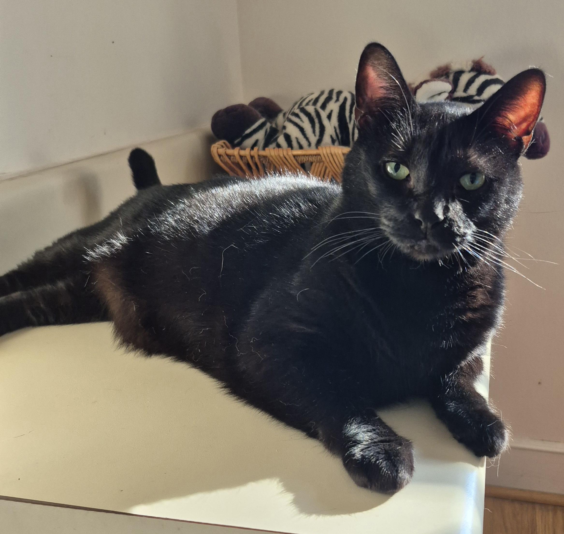 Enlarge Monroe, a Adoptable Domestic Short Hair in Alpharetta, GA image 1/6