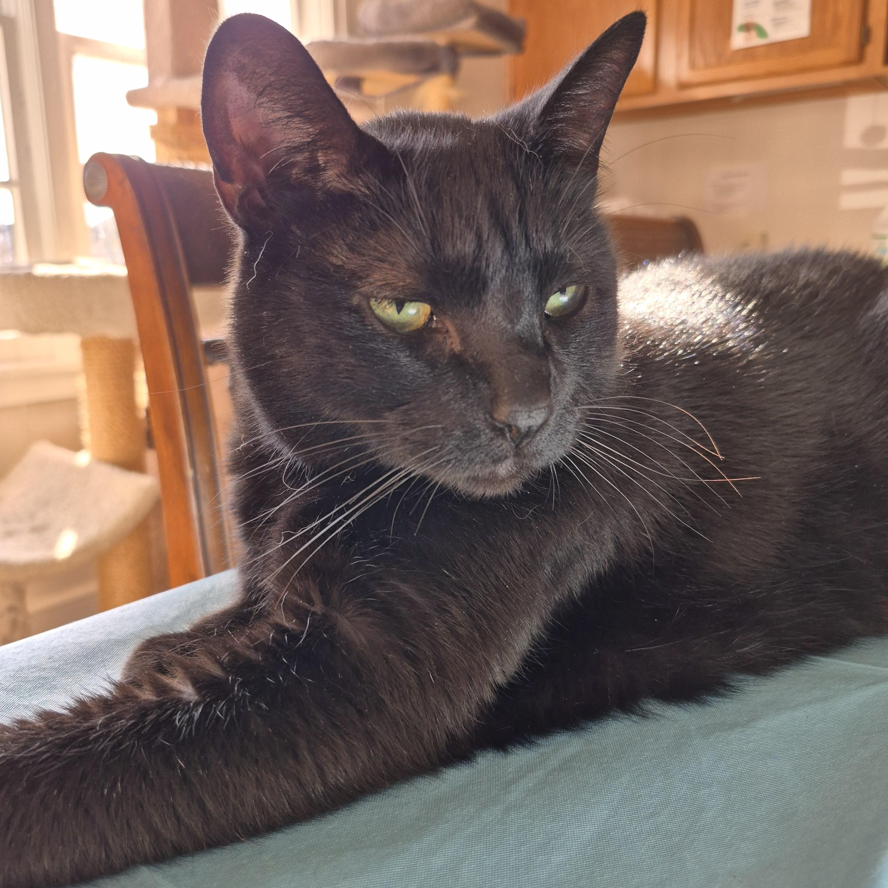 Enlarge Monroe, a Adoptable Domestic Short Hair in Alpharetta, GA image 2/6