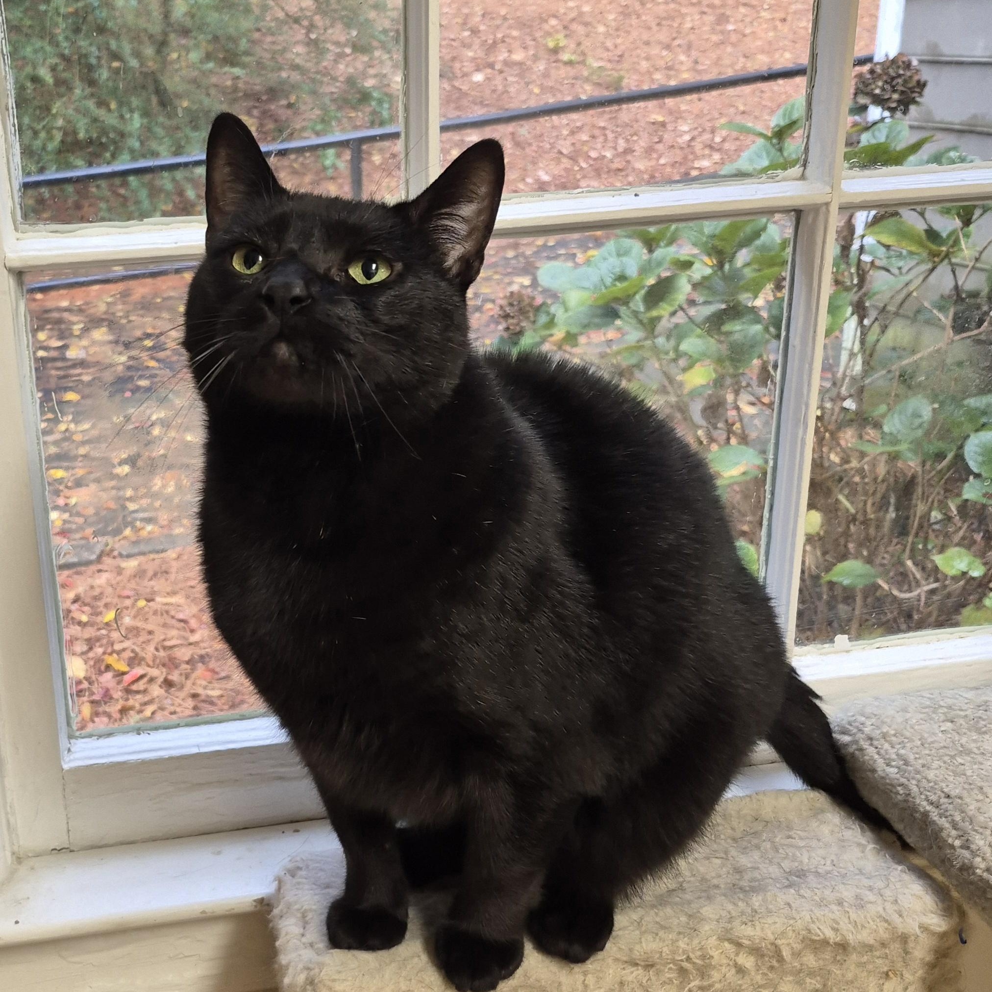 Enlarge Monroe, a Adoptable Domestic Short Hair in Alpharetta, GA image 4/6