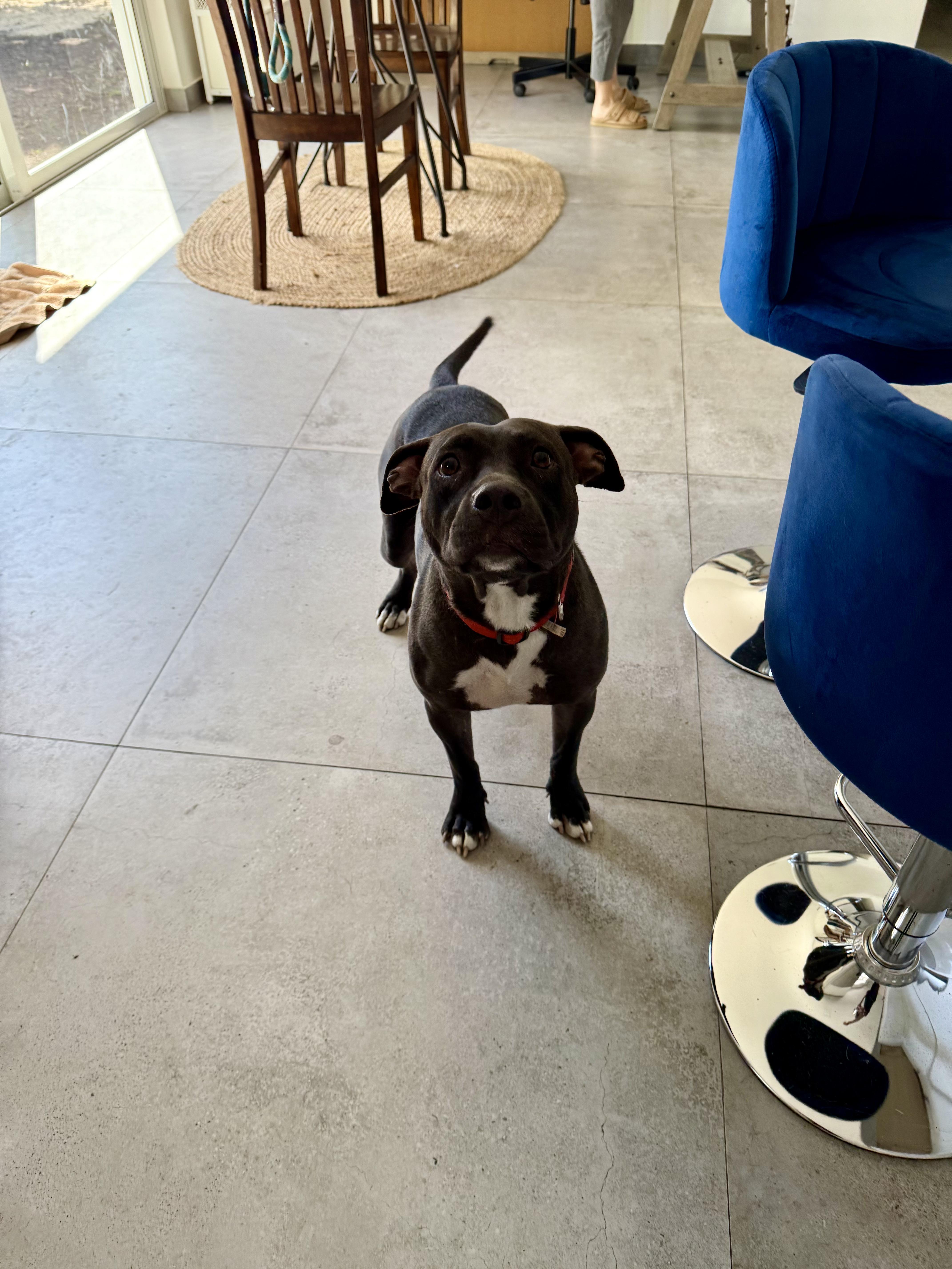 Enlarge Elena, a Adoptable mixed breed in North Miami, FL image 1/4