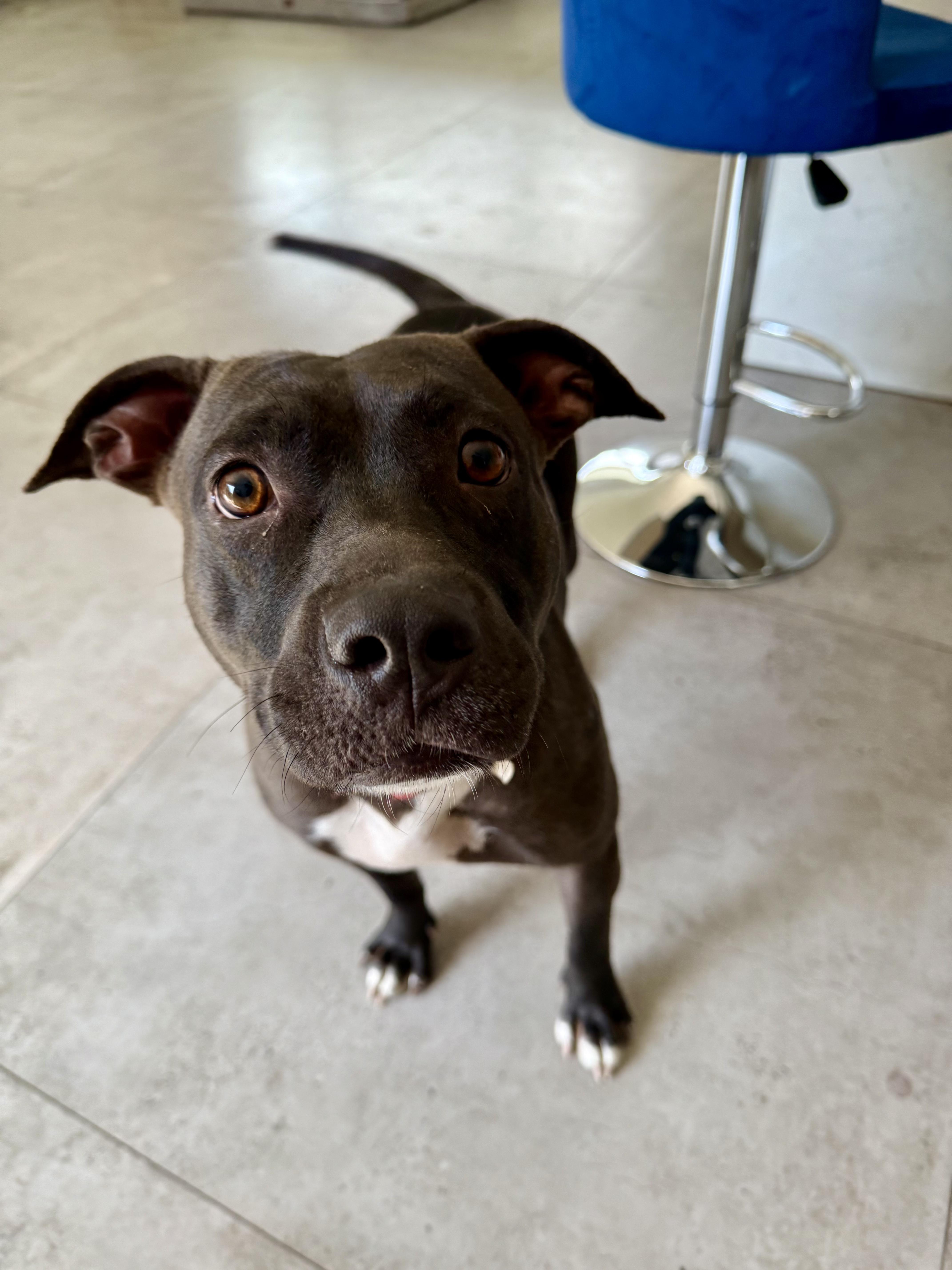 Enlarge Elena, a Adoptable mixed breed in North Miami, FL image 2/4