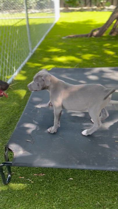 Enlarge Elena, a Adoptable mixed breed in North Miami, FL video 3/4