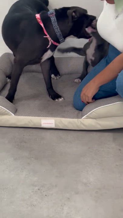 Enlarge Elena, a Adoptable mixed breed in North Miami, FL video 4/4