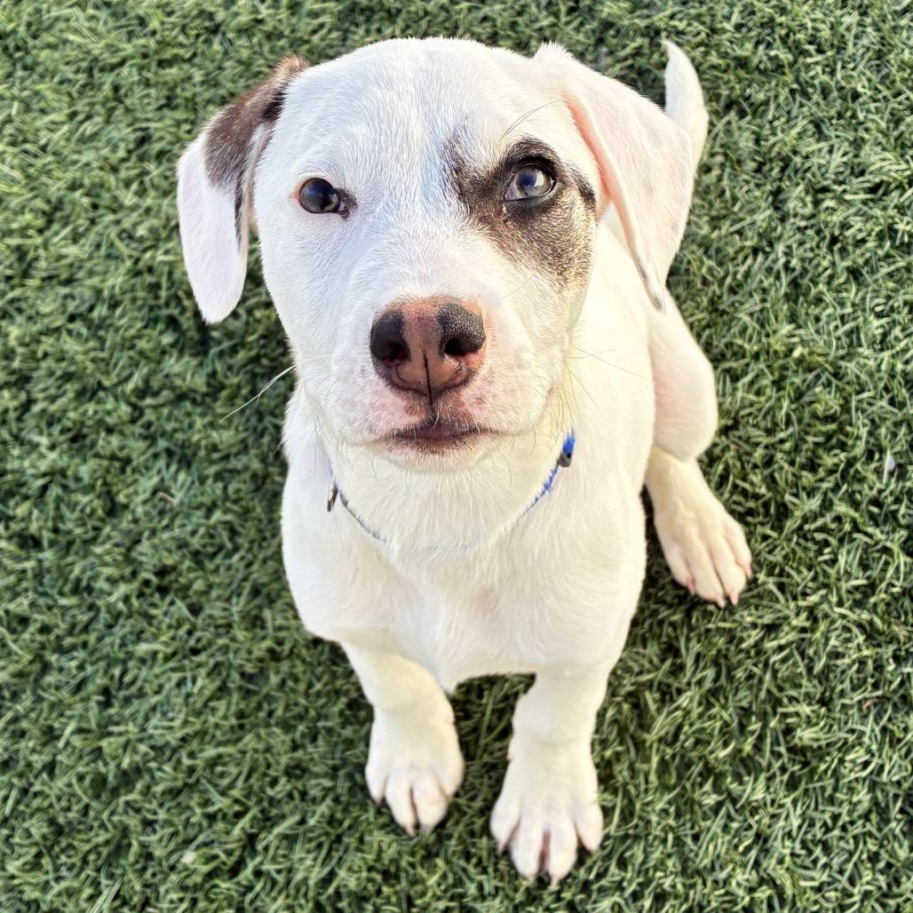 Flash, Adoptable, Young Male Pit Bull Terrier & Rat Terrier.