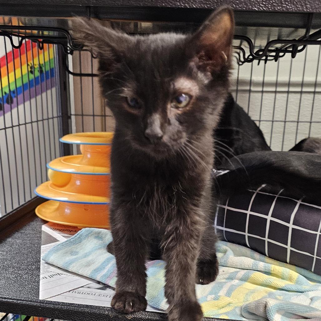 Bandit, Adoptable, Young Male Domestic Medium Hair.