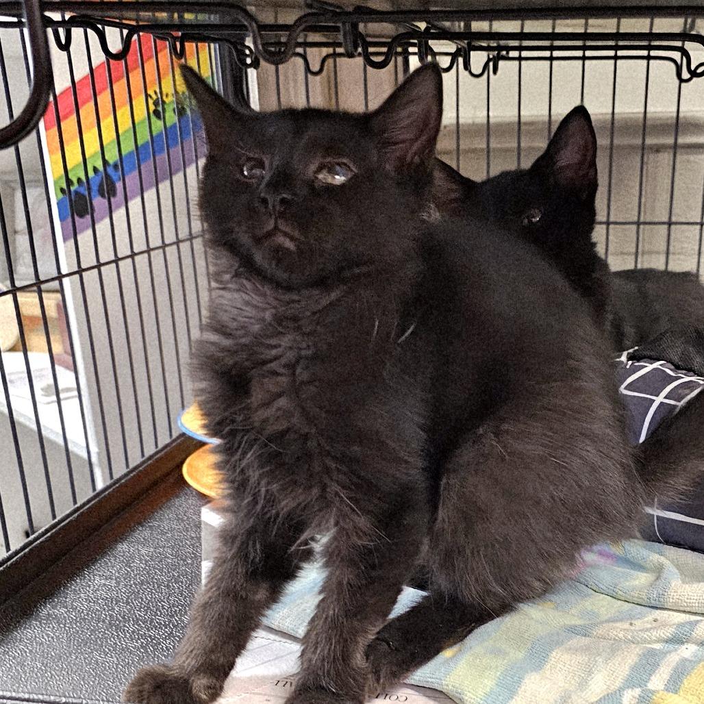 Bandit, a Adoptable Domestic Medium Hair in Waldorf, MD image 2/6