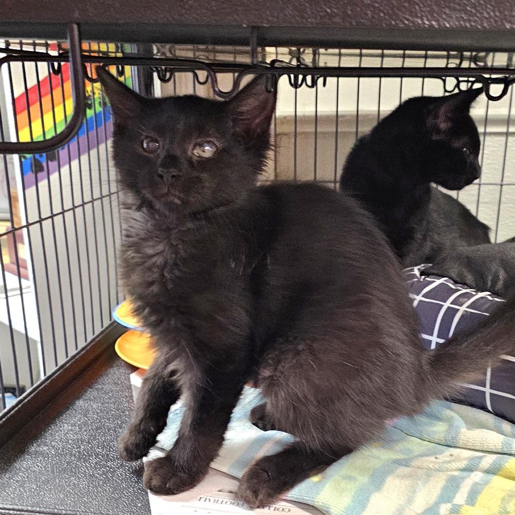 Bandit, a Adoptable Domestic Medium Hair in Waldorf, MD image 3/6