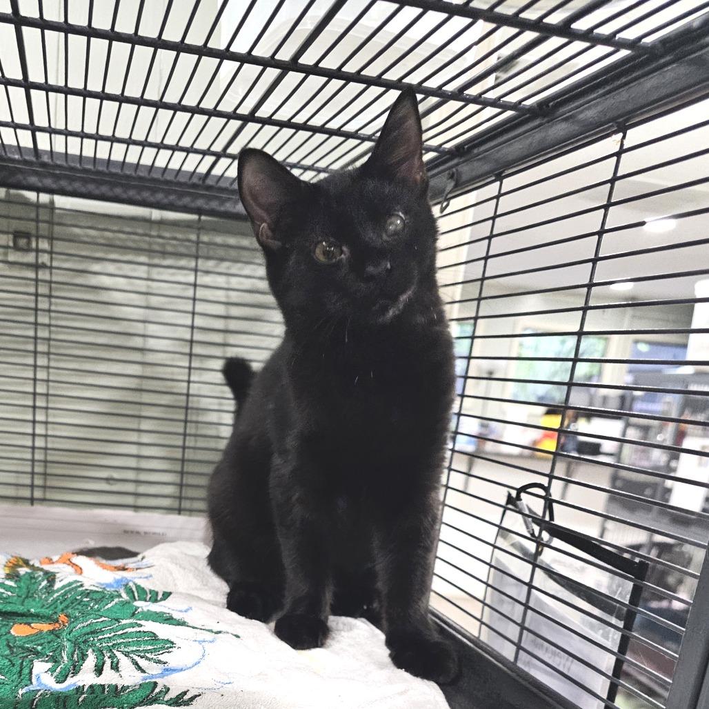 Bandit, a Adoptable Domestic Medium Hair in Waldorf, MD image 5/6