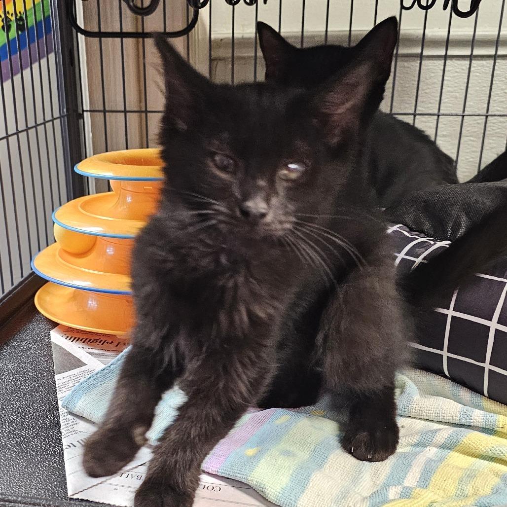 Bandit, a Adoptable Domestic Medium Hair in Waldorf, MD image 6/6