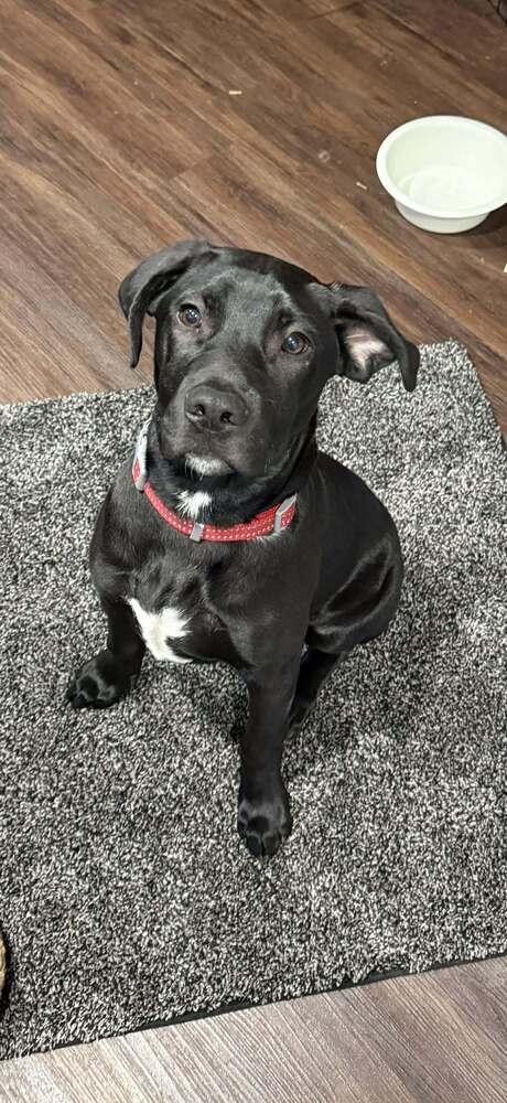 Lucky, Adoptable, Puppy Male Labrador Retriever & Weimaraner.