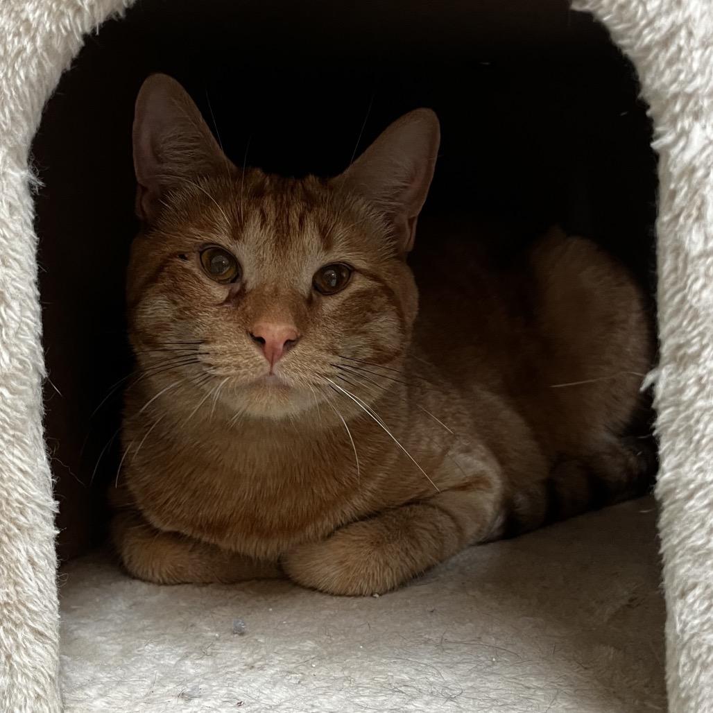 Chubocious, Adoptable, Adult Male Domestic Short Hair.
