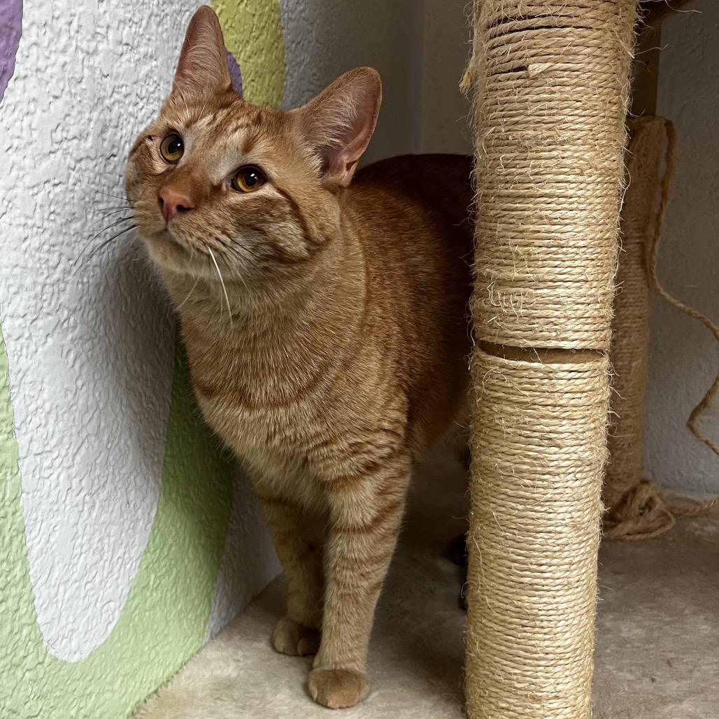 Enlarge Chubocious, a Adoptable Domestic Short Hair in Yucca Valley, CA image 2/6