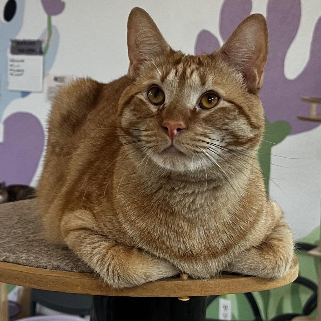 Enlarge Chubocious, a Adoptable Domestic Short Hair in Yucca Valley, CA image 3/6