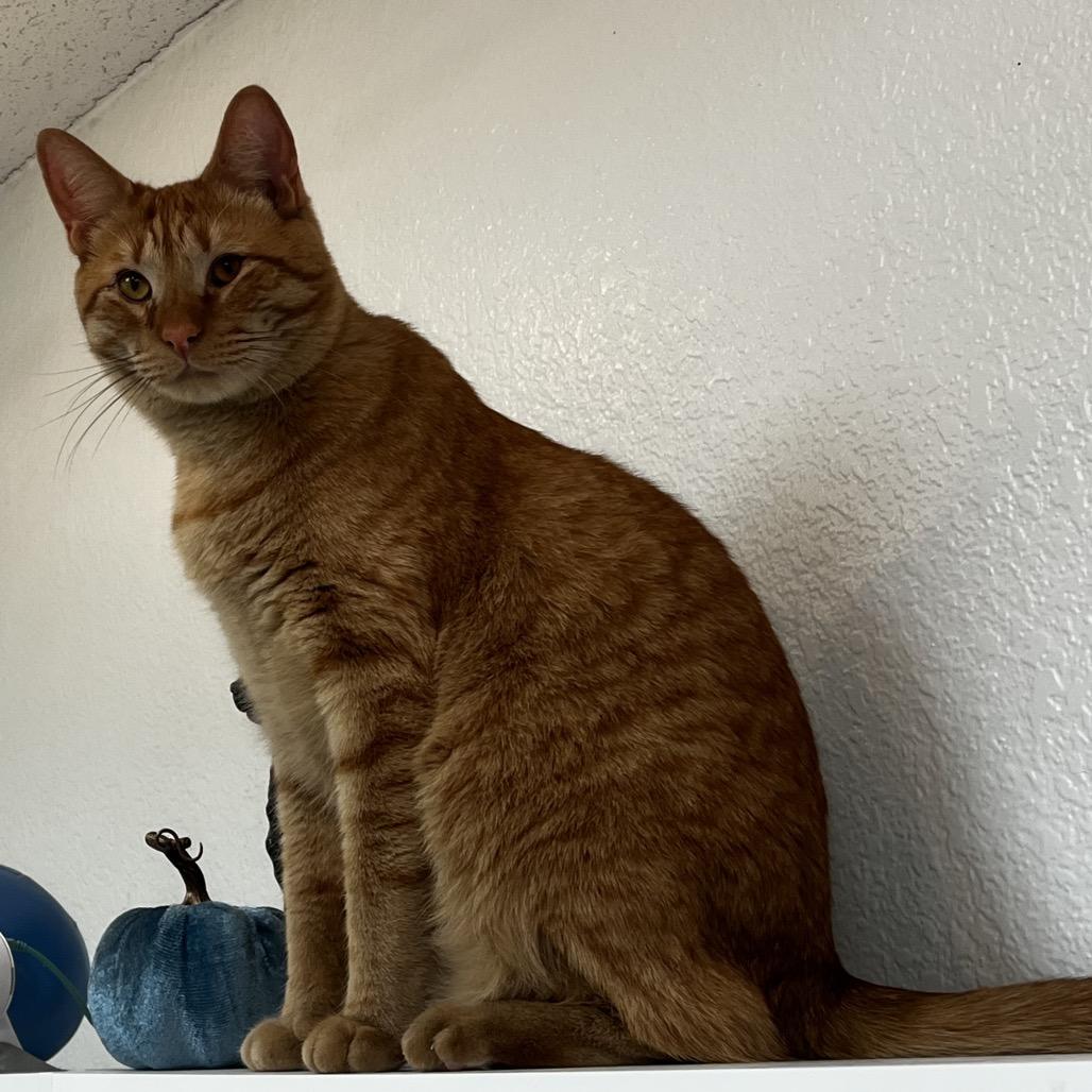Enlarge Chubocious, a Adoptable Domestic Short Hair in Yucca Valley, CA image 4/6