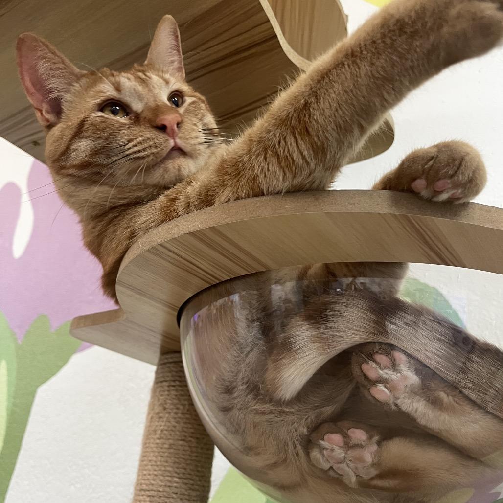 Enlarge Chubocious, a Adoptable Domestic Short Hair in Yucca Valley, CA image 5/6