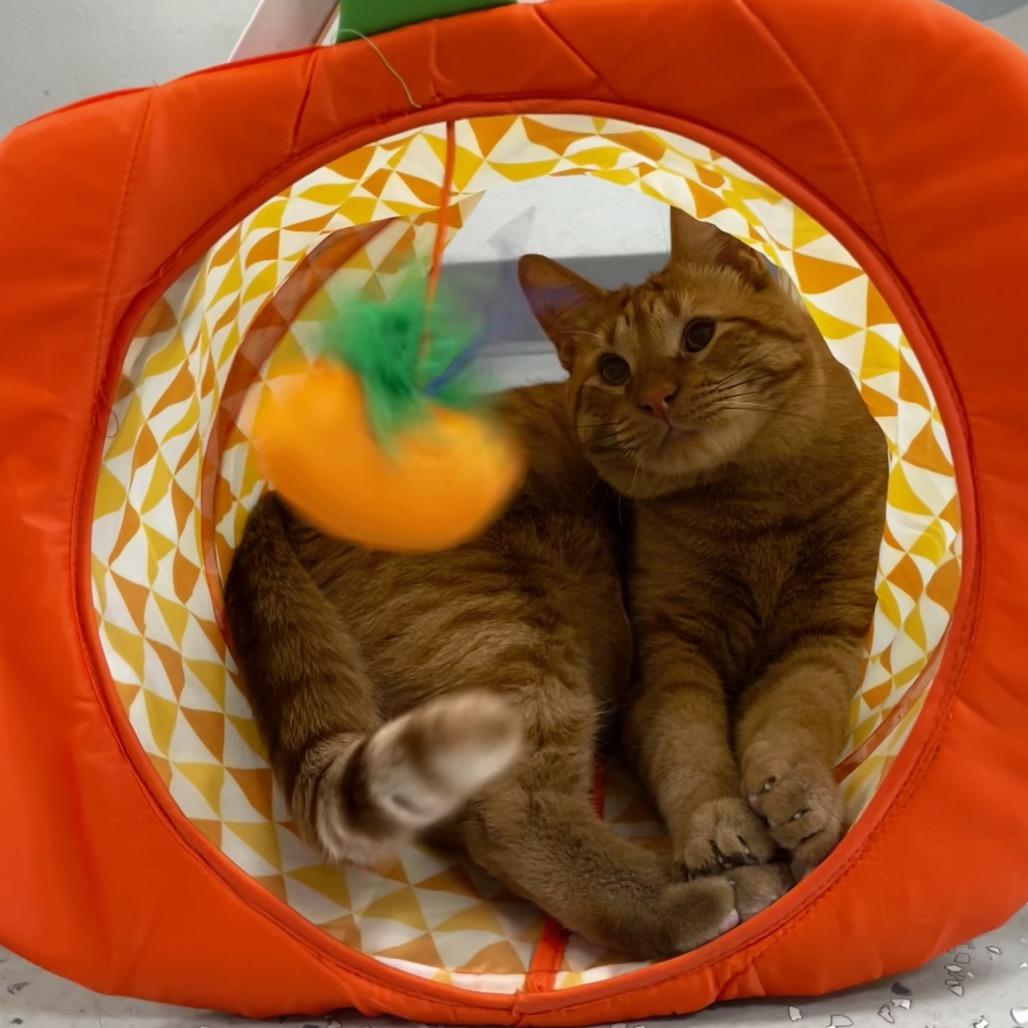 Enlarge Chubocious, a Adoptable Domestic Short Hair in Yucca Valley, CA image 6/6