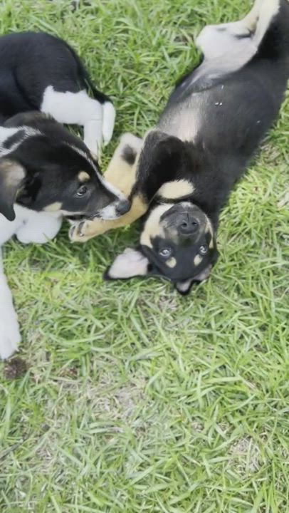 Enlarge Brody, a Adopted mixed breed in Fuquay Varina, NC video 6/11