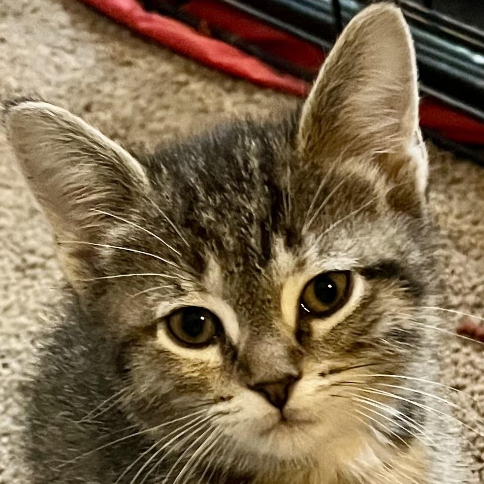 Enlarge Tilly, a Adoptable Domestic Short Hair in Houghton Lake, MI image 1/5