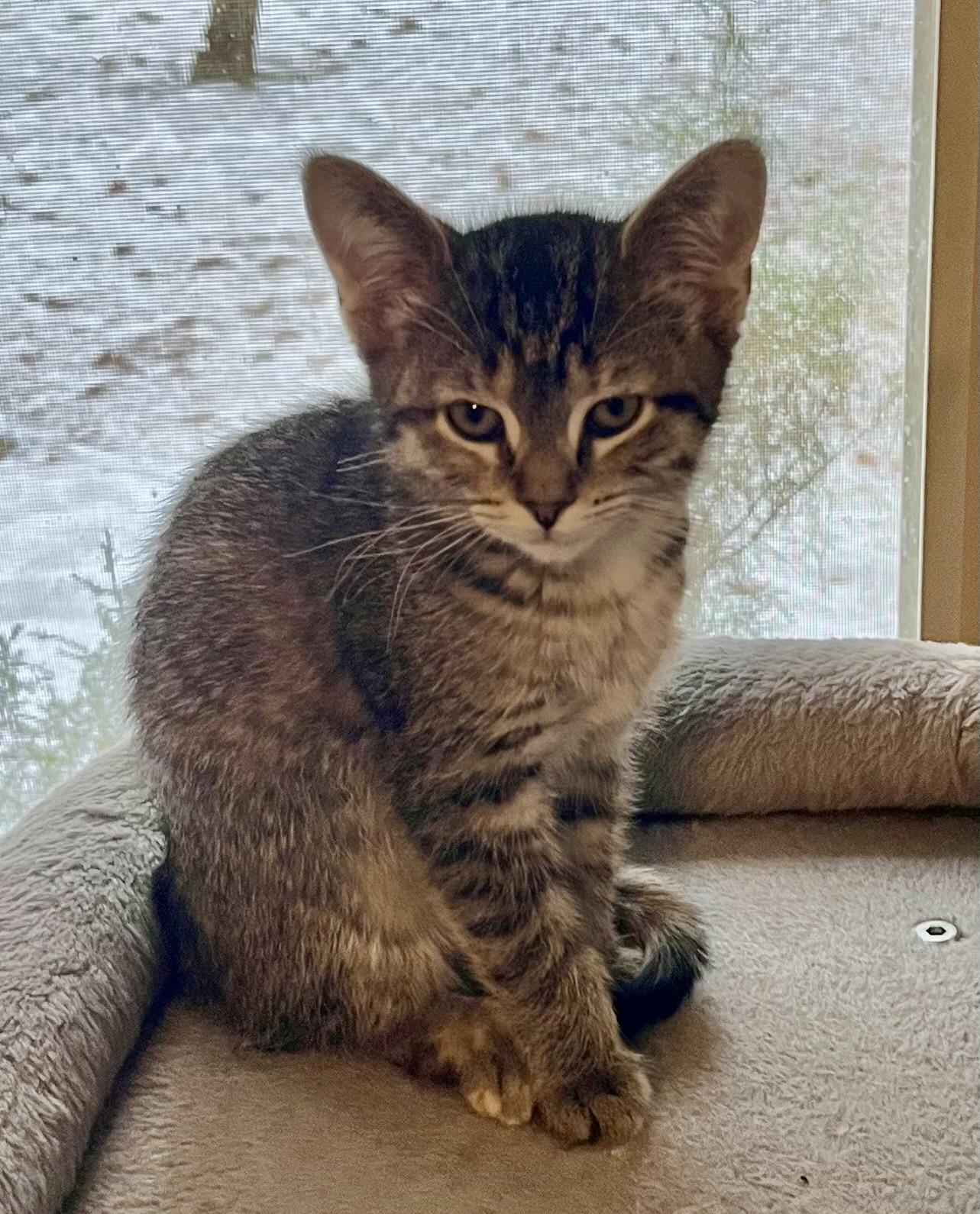 Enlarge Tilly, a Adoptable Domestic Short Hair in Houghton Lake, MI image 5/5