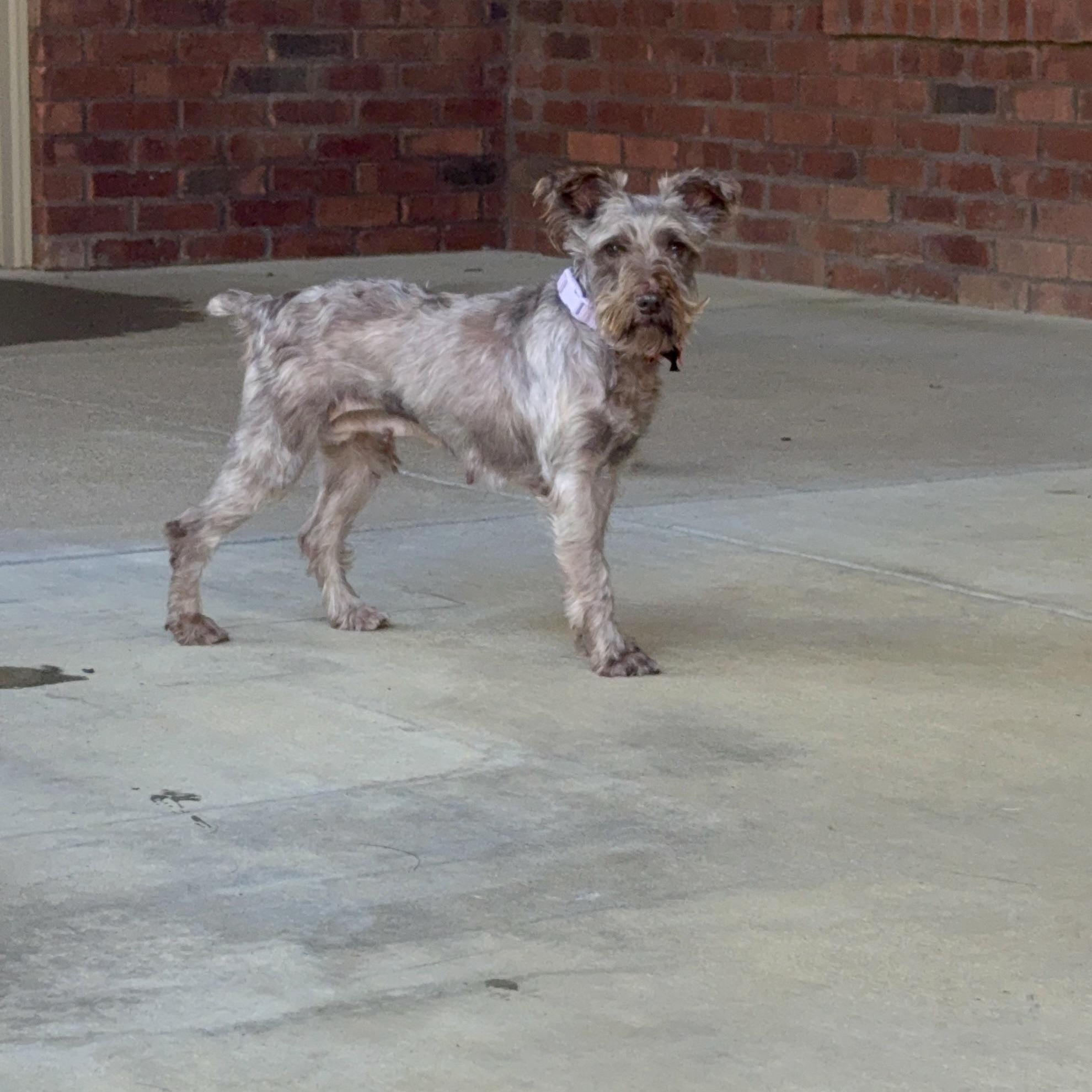 Darcy, Adopted, Adult Female Miniature Schnauzer.