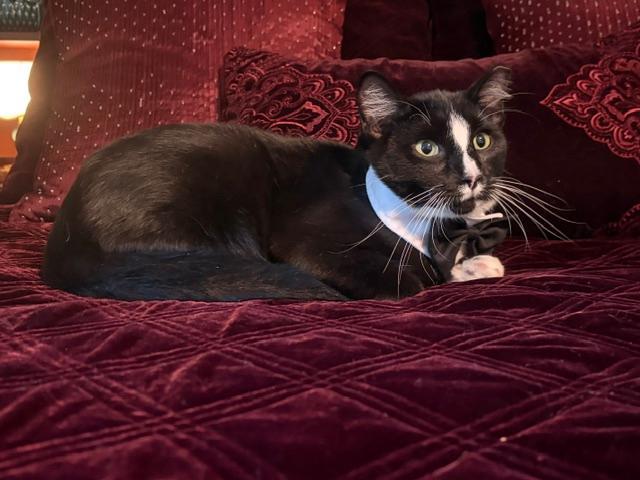Enlarge SAMMY, a Adoptable Domestic Short Hair in Northfield, OH image 1/3