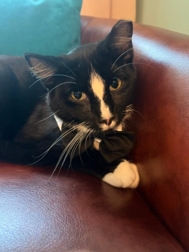 Enlarge SAMMY, a Adoptable Domestic Short Hair in Northfield, OH image 2/3