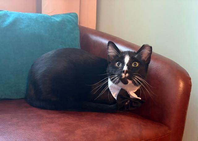Enlarge SAMMY, a Adoptable Domestic Short Hair in Northfield, OH image 3/3