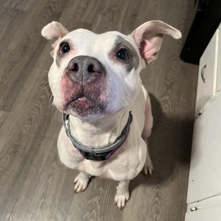 Aries (Foster Needed)