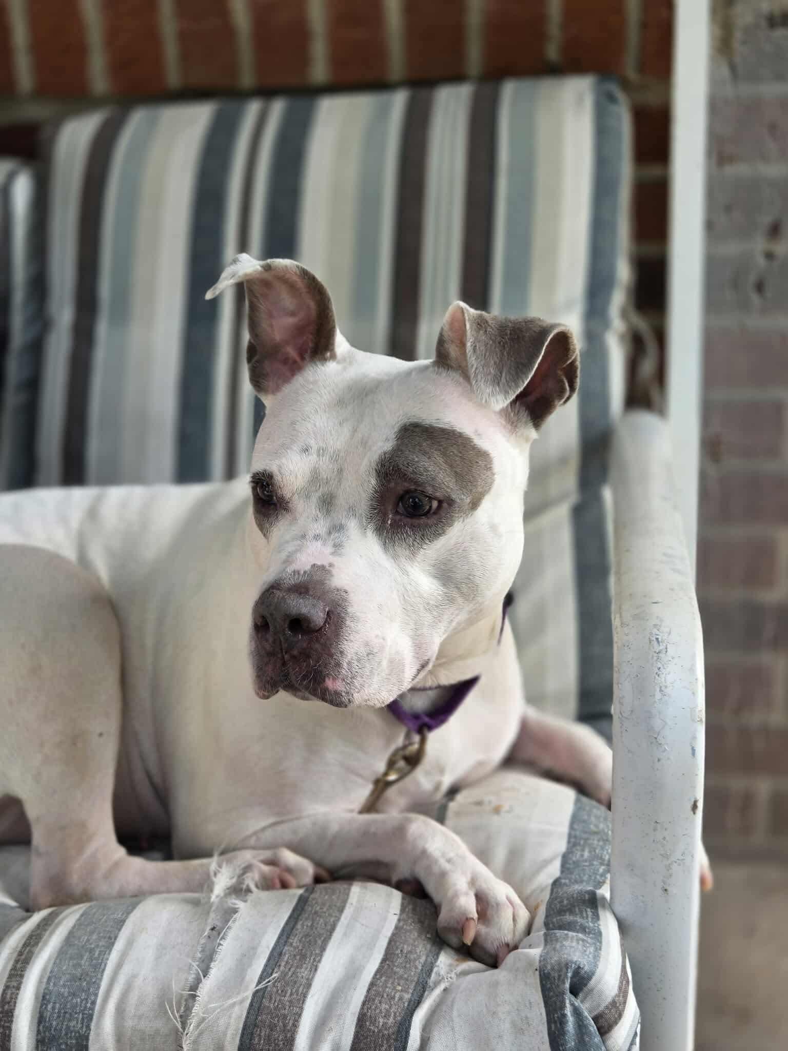 Aries (Foster Needed)