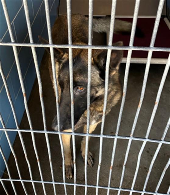 Enlarge PATCH, a Adoptable Belgian Shepherd / Malinois in Norco, CA image 1/1